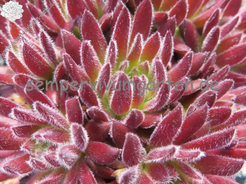 Sea Coral