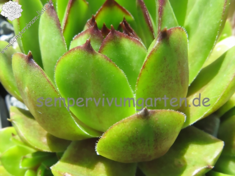 Waldmeister