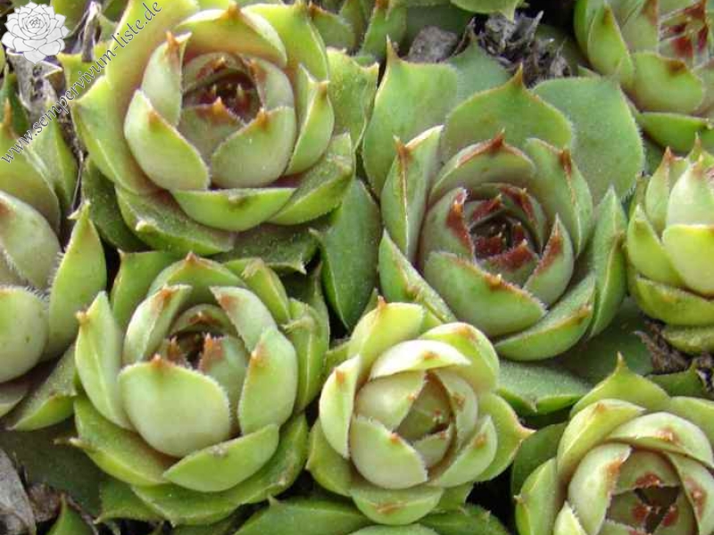 tectorum var. tectorum (boutignyanum) from Matagalls