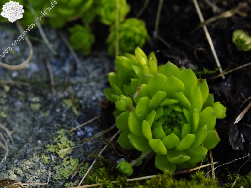 montanum ssp. carpathicum from Suchý vrch