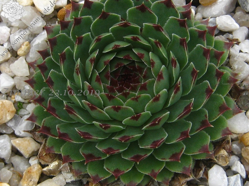 calcareum from Gorges du Verdon, Belvédère de la Dent d'Aire