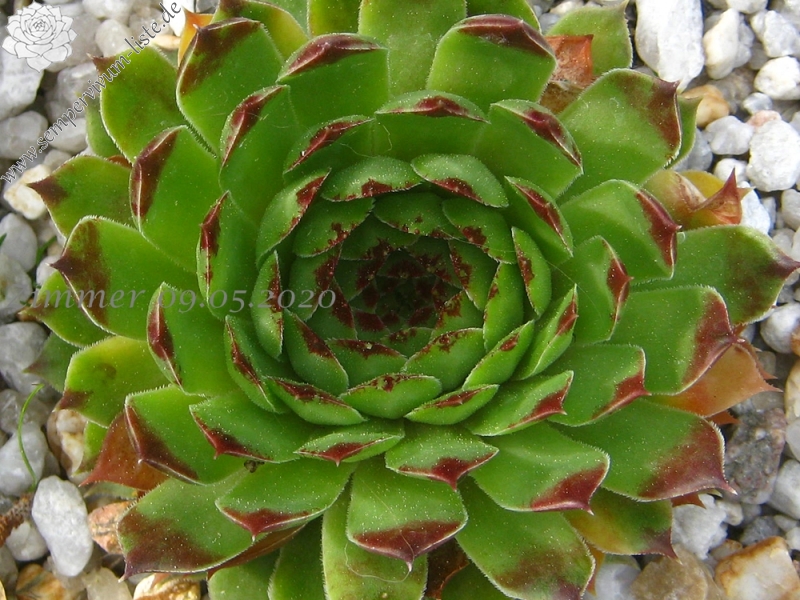 calcareum from Gorges du Verdon, Belvédère de la Dent d'Aire
