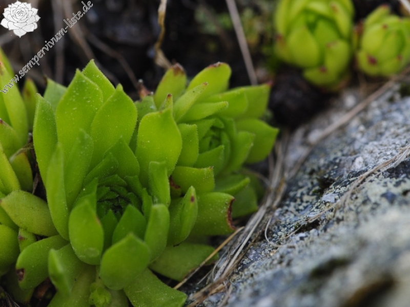montanum ssp. carpathicum from Suchý vrch