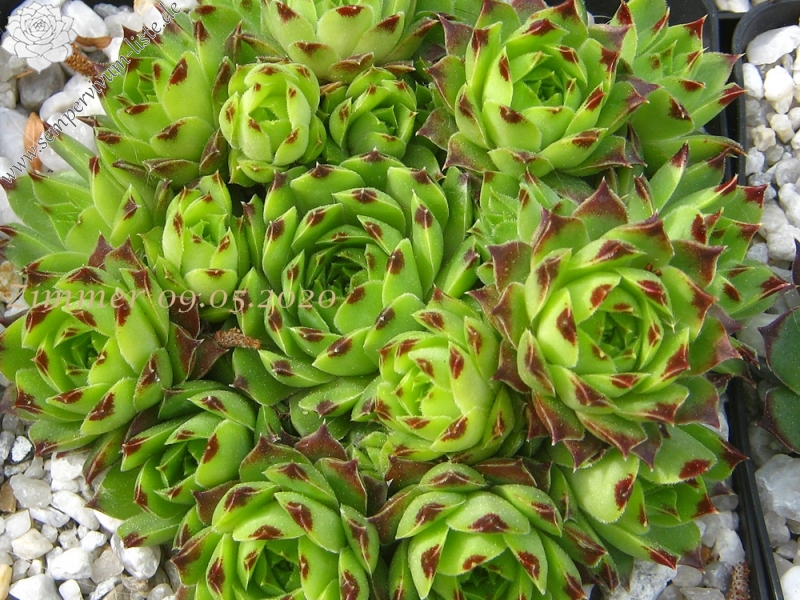 calcareum from Col du Noyer (PH1423)