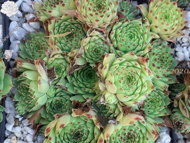 calcareum from Col du Noyer (PH1423)