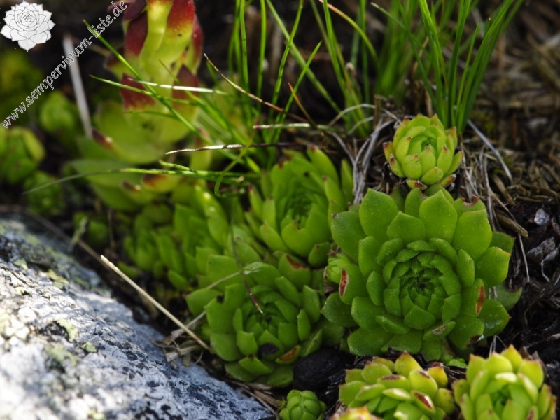 montanum ssp. carpathicum from Suchý vrch