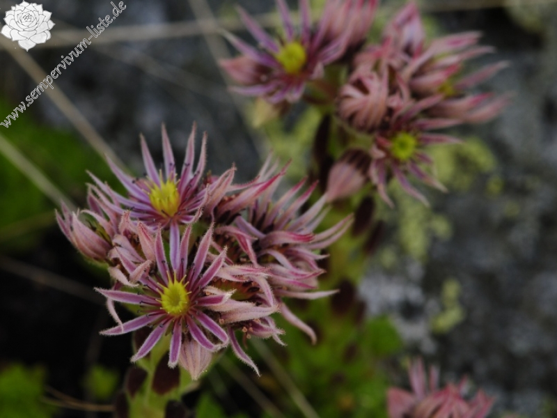 montanum ssp. carpathicum from Suchý vrch