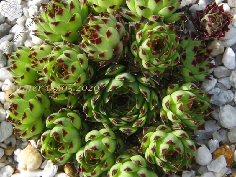 calcareum from Queyras