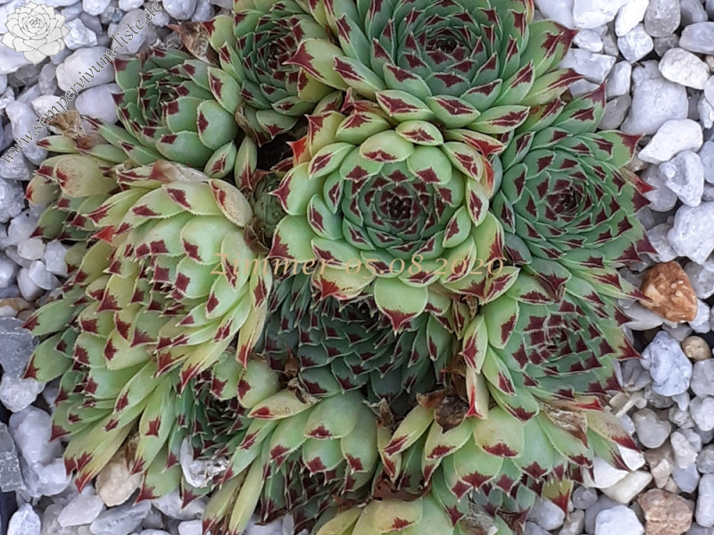 calcareum from Queyras 