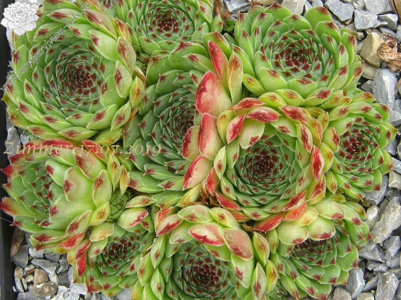 calcareum from Gorges sup. du Cians