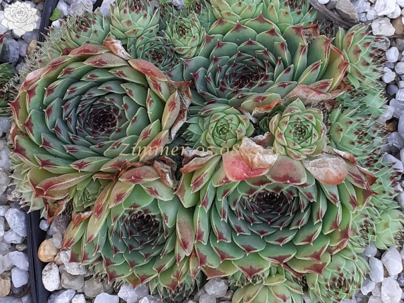 calcareum from Gorges sup. du Cians