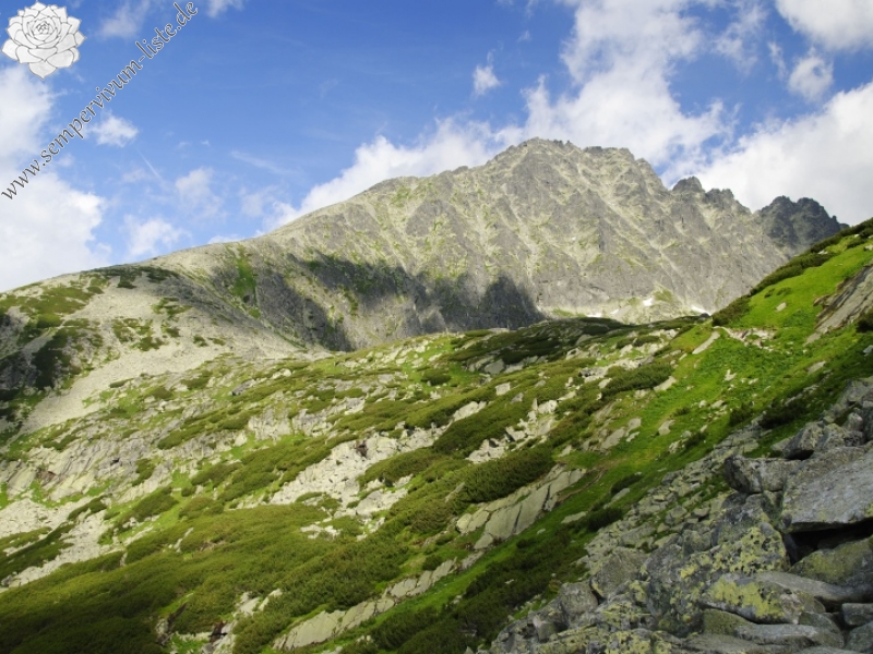 montanum ssp. carpathicum from Suchý vrch