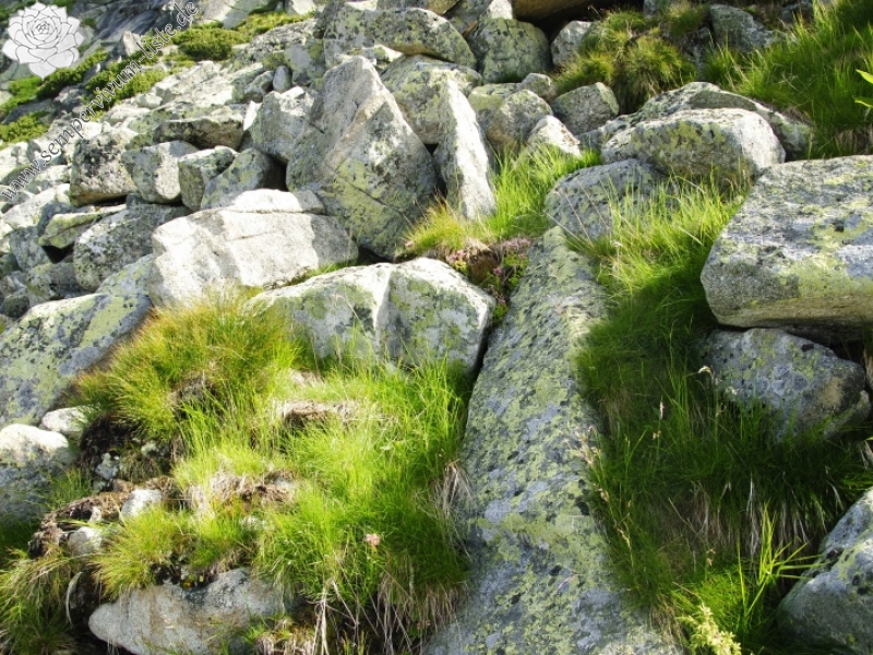 montanum ssp. carpathicum from Suchý vrch