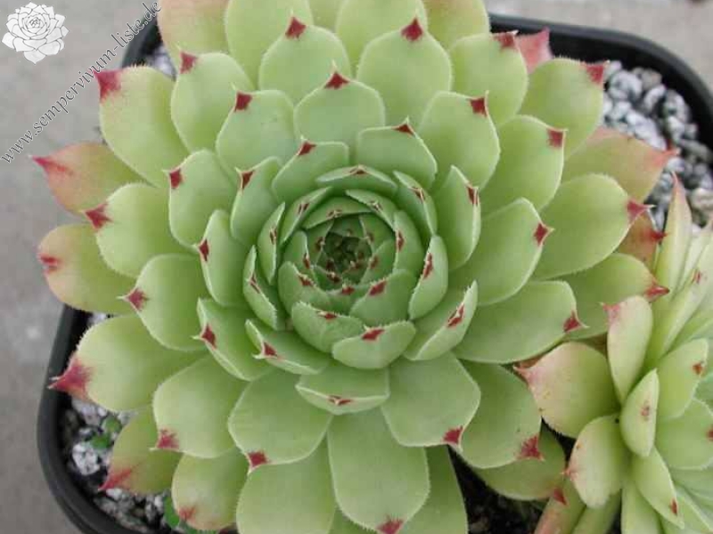 calcareum from La Mata de la Riba