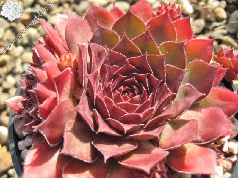 Caracallia