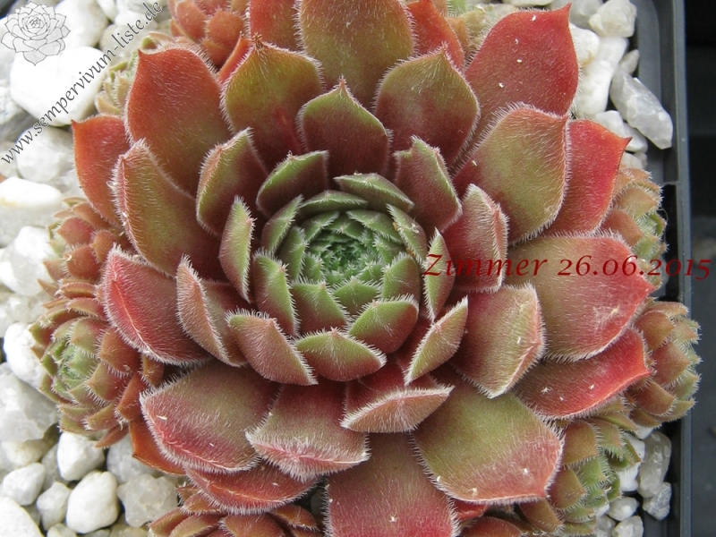 Rhubarb Crumble