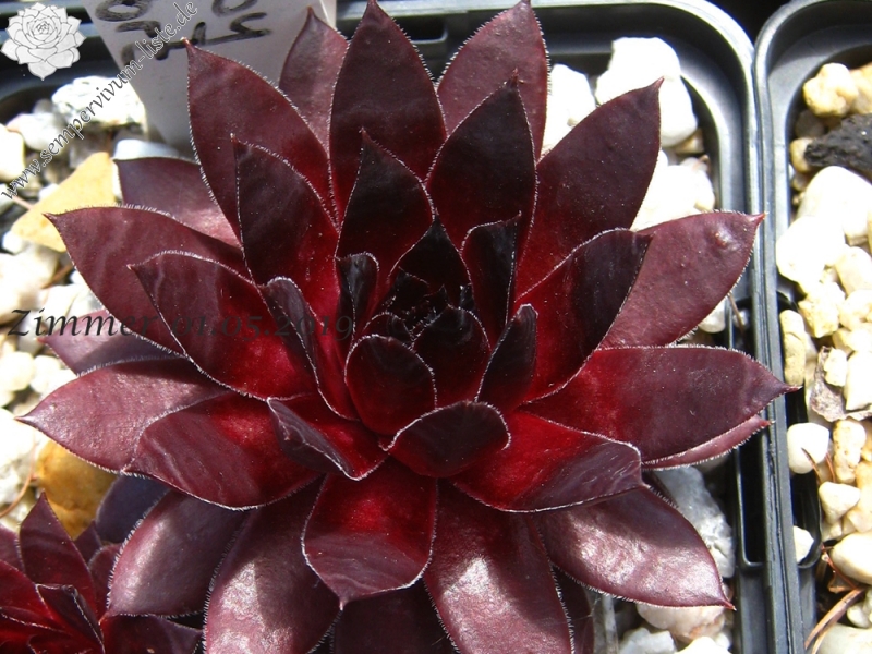 Ruby Port