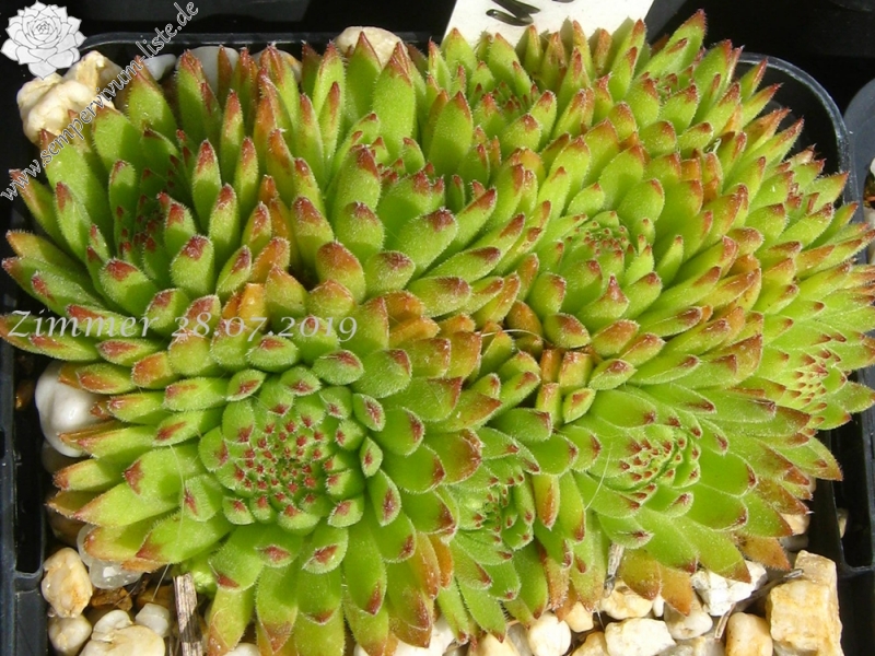 Sea Urchin