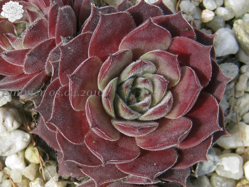 Silver Shadow