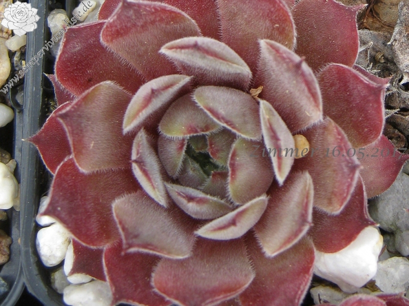 Silver Shadow