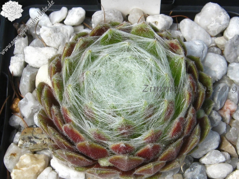 Spun Glass