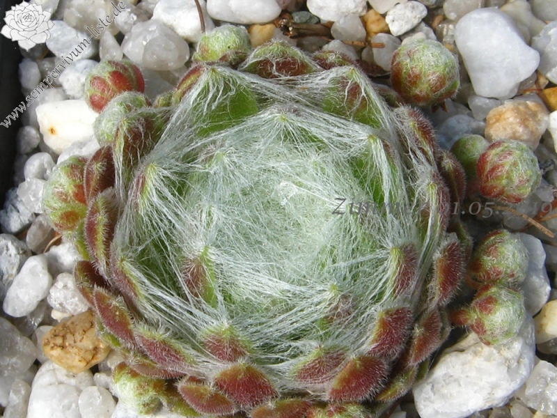 Spun Glass