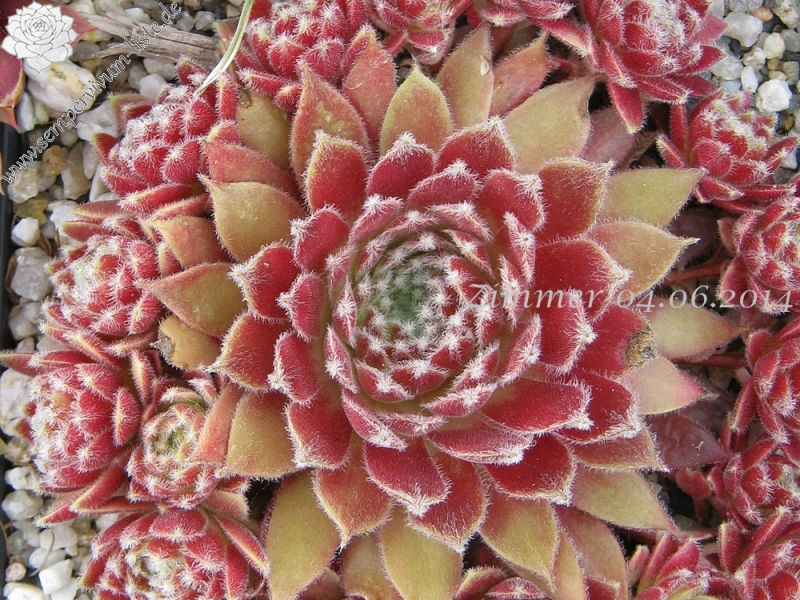 Strawberry Ice