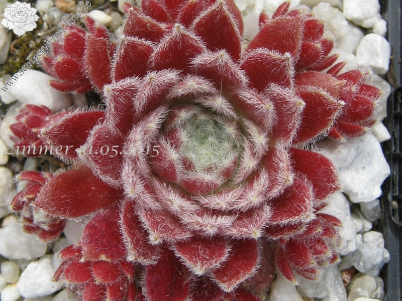 Strawberry Ice