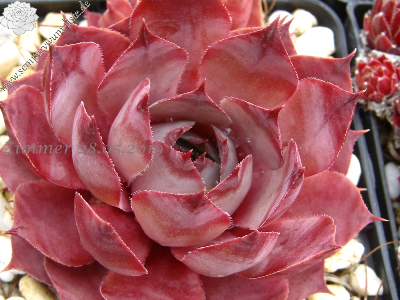 Supurb Blue