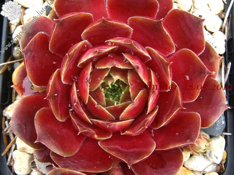 Viti