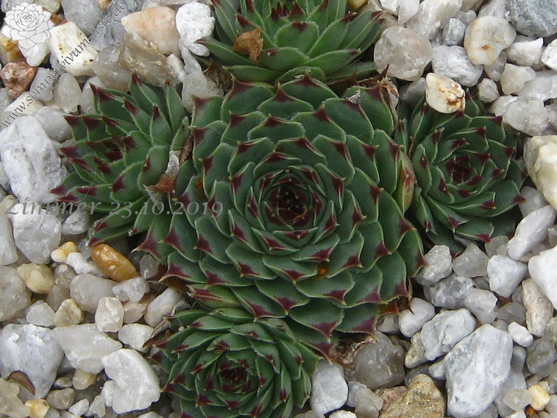 calcareum from Col de la St. Michel (Typ B) 