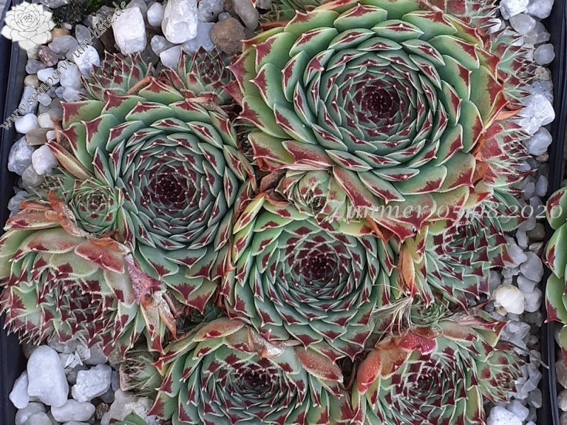 calcareum from Col de la St. Michel (Typ A)