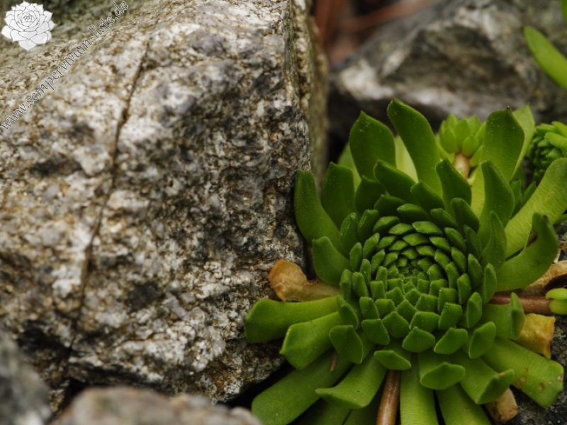 montanum ssp. carpathicum from Patria, SO Abhang