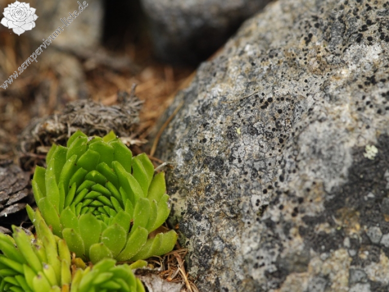 montanum ssp. carpathicum from Patria, SO Abhang