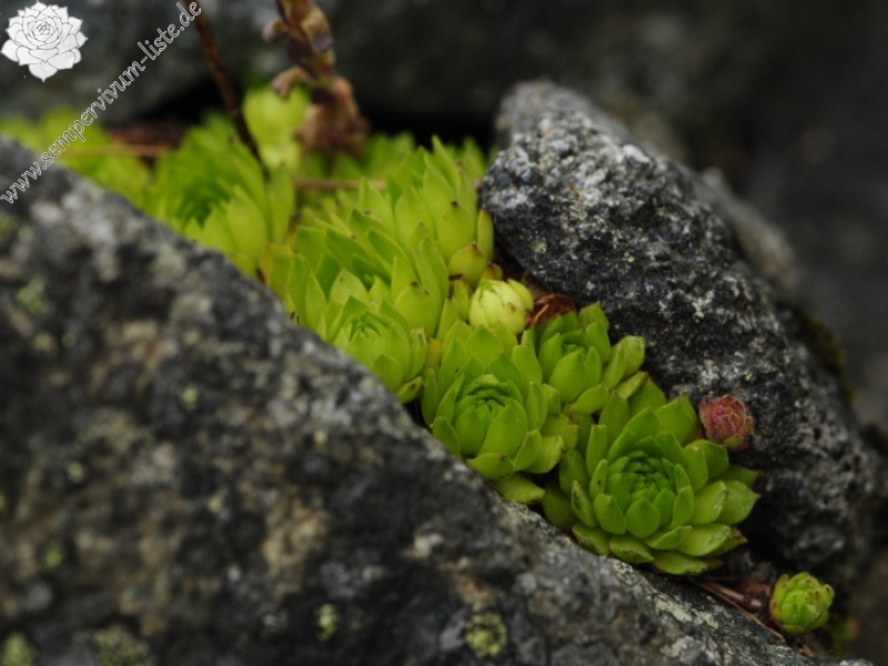 montanum ssp. carpathicum from Patria, SO Abhang