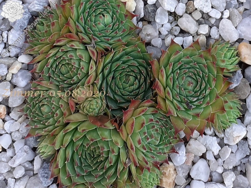 calcareum cf. from La Bernarde