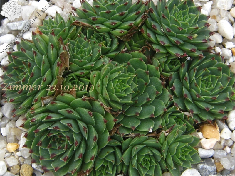 calcareum from Gréolières-les-Neiges 