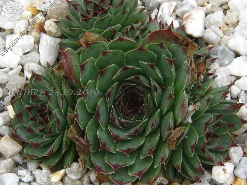 calcareum from Gorges de St Pierre