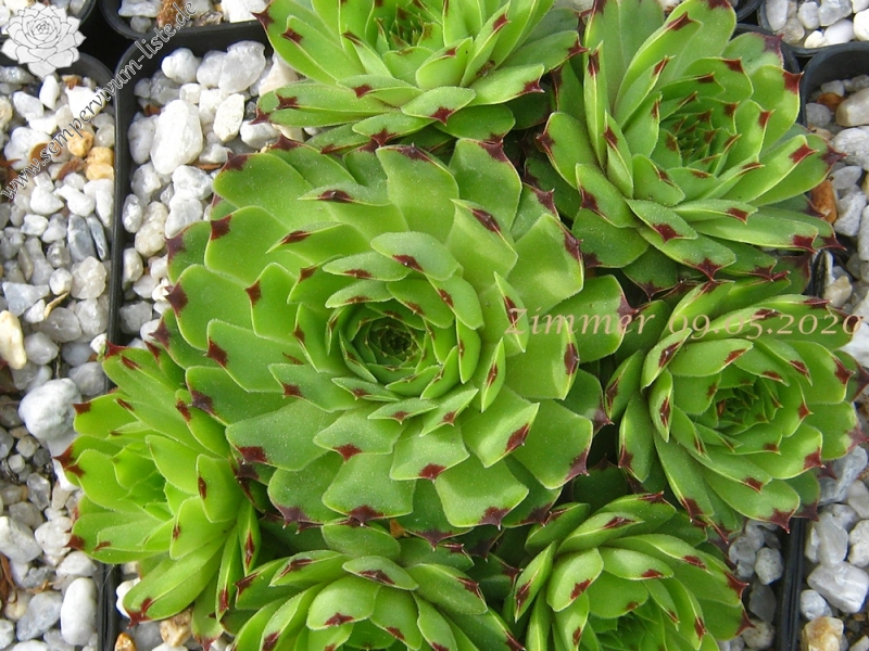 calcareum from Col du Noyer (PH1569)