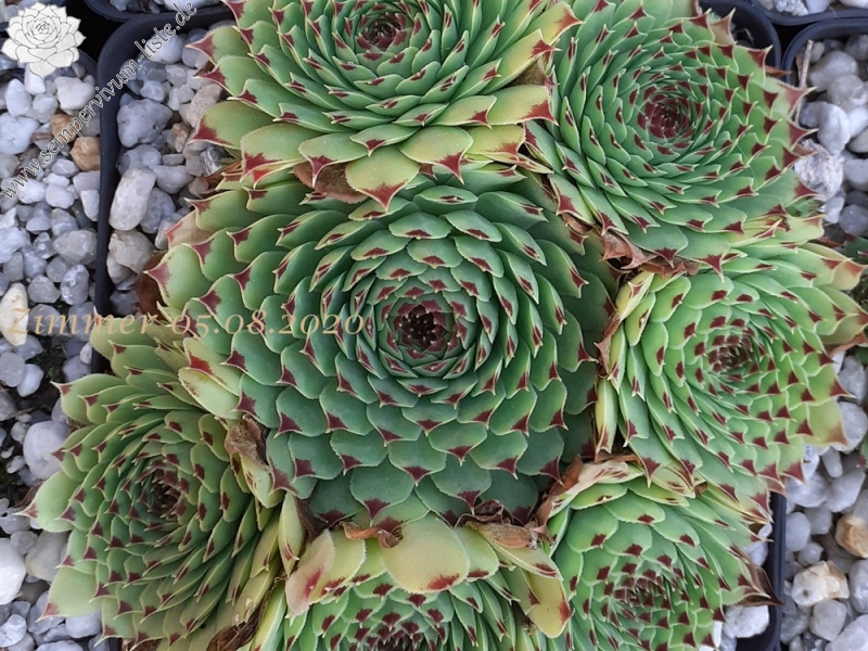 calcareum from Col du Noyer (PH1569)