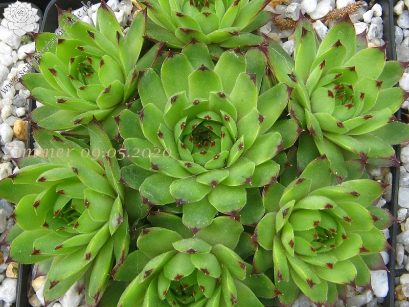 calcareum from Col Bayard, 1650m, Typ PH1576