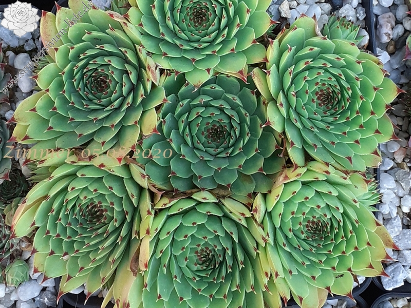 calcareum from Col Bayard, 1650m, Typ PH1576