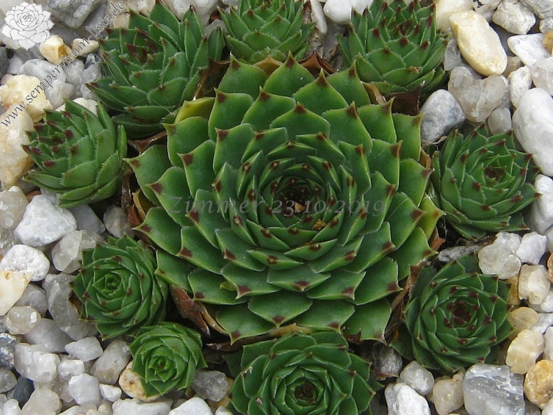calcareum from Col Bayard, 1650m