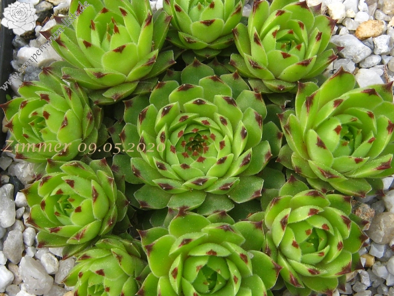 calcareum from Col Bayard, 1650m