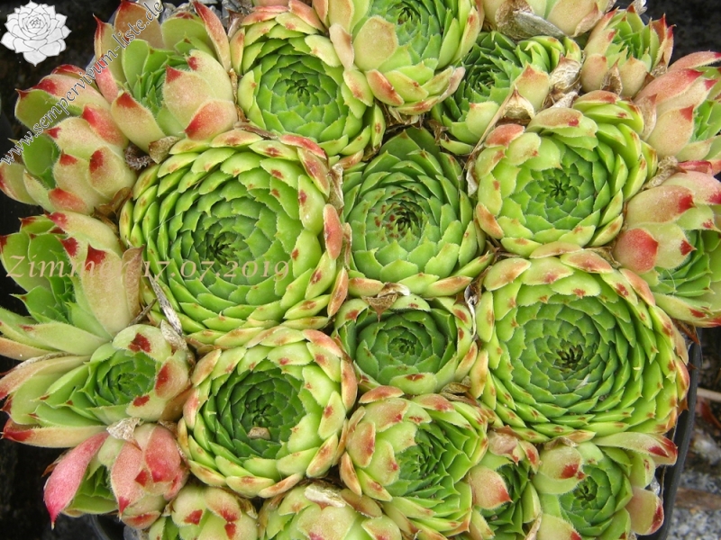 calcareum from Mont Ventoux, 880m