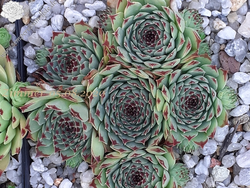 calcareum from Pic de l'Aigle, Alpes Maritimes