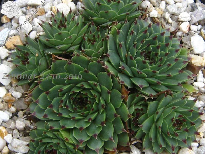calcareum from Col de Gleize (Typ PH427)