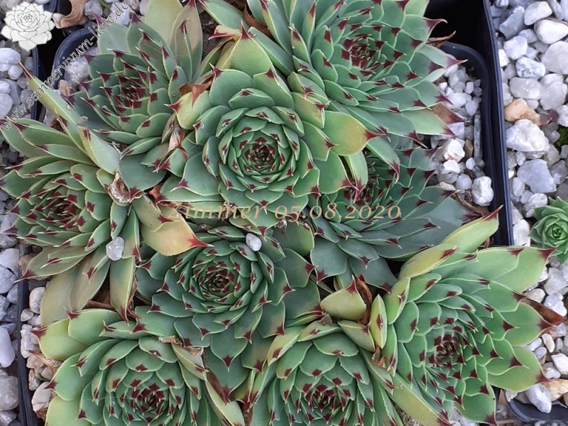 calcareum from Col de Gleize (Typ PH427)