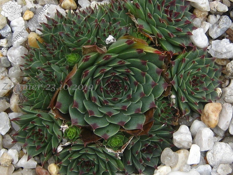 calcareum from Col Bayard
