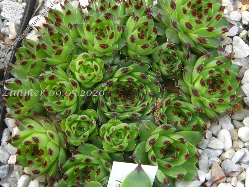calcareum from Col Bayard